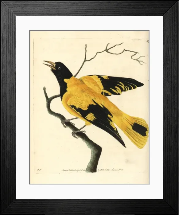 Framed Print : Black-hooded oriole, Oriolus xanthornus Framed Print : Black-hooded oriole, Oriolus xanthornus