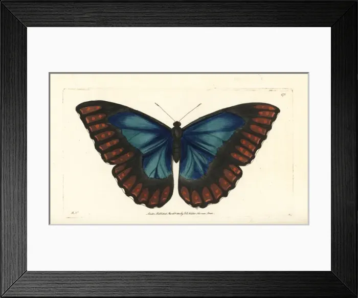 Framed Print : Morpho telemachus butterfly Framed Print : Morpho telemachus butterfly