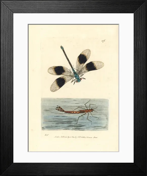 Framed Print : Banded demoiselle damselfly, Calopteryx splendens Framed Print : Banded demoiselle damselfly, Calopteryx splendens