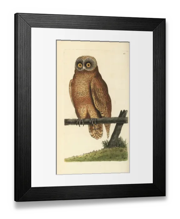 Framed Print : Cayenne owl, Strix cayana Framed Print : Cayenne owl, Strix cayana