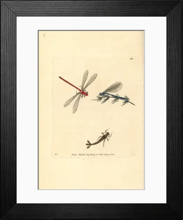 Framed Print : Azure damselfly, Coenagrion puella Framed Print : Azure damselfly, Coenagrion puella