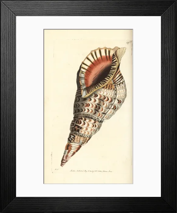 Framed Print : Tritons trumpet, Charonia tritonis Framed Print : Tritons trumpet, Charonia tritonis