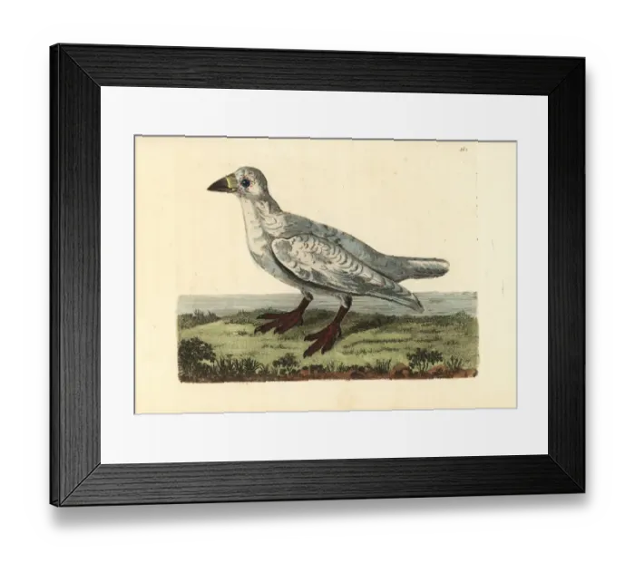 Framed Print : Black-faced sheathbill, Chionis minor Framed Print : Black-faced sheathbill, Chionis minor