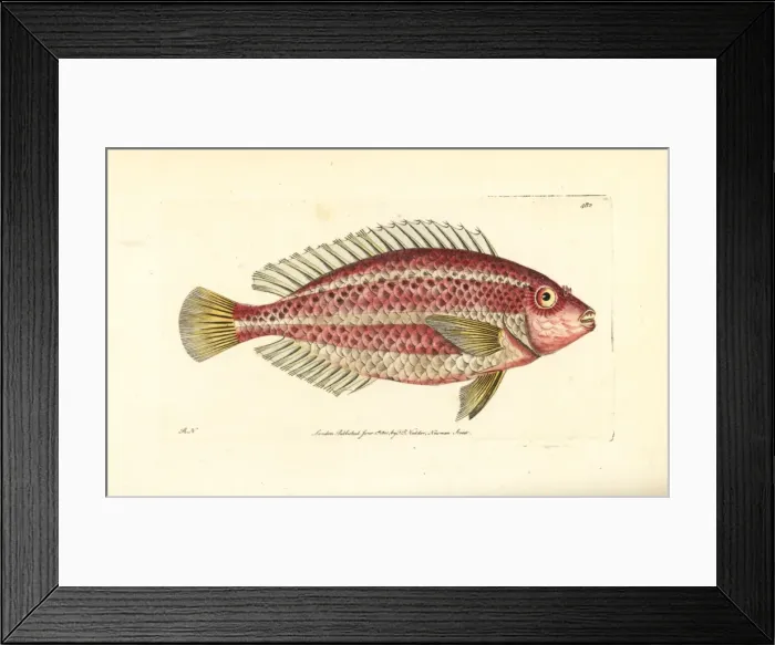 Framed Print : Striped parrotfish, Scarus iseri Framed Print : Striped parrotfish, Scarus iseri