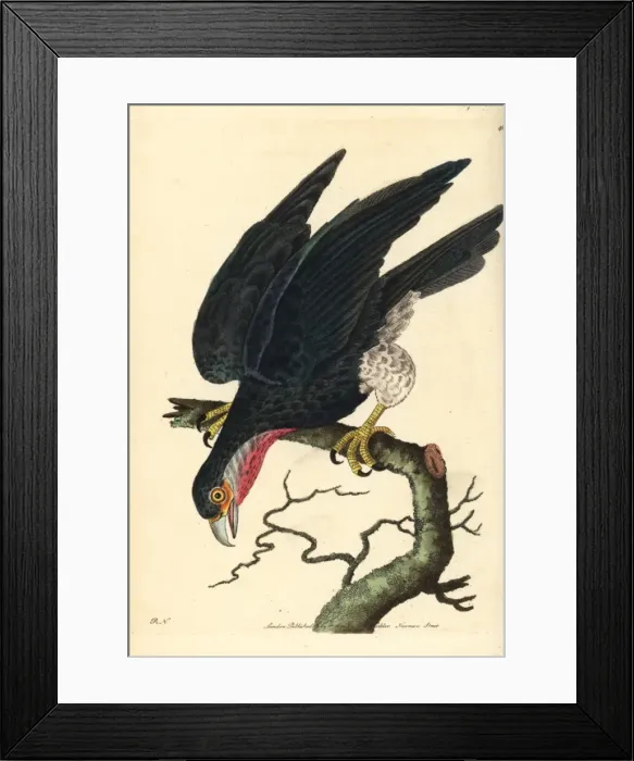 Framed Print : Red-throated Caracara, Ibycter americanus Framed Print : Red-throated Caracara, Ibycter americanus