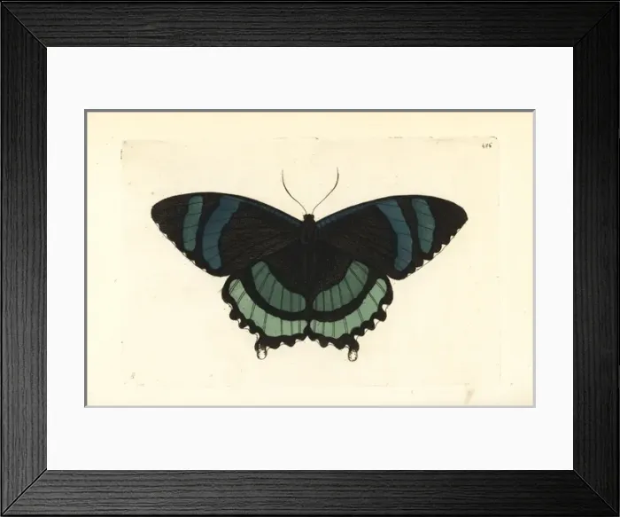 Framed Print : Alcides orontes moth Framed Print : Alcides orontes moth