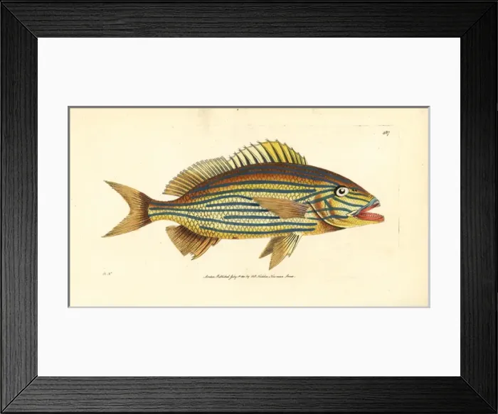 Framed Print : Boulengers anthias, Sacura boulengeri Framed Print : Boulengers anthias, Sacura boulengeri