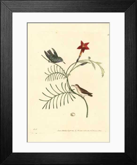 Framed Print : Vervain hummingbird, Mellisuga minima Framed Print : Vervain hummingbird, Mellisuga minima