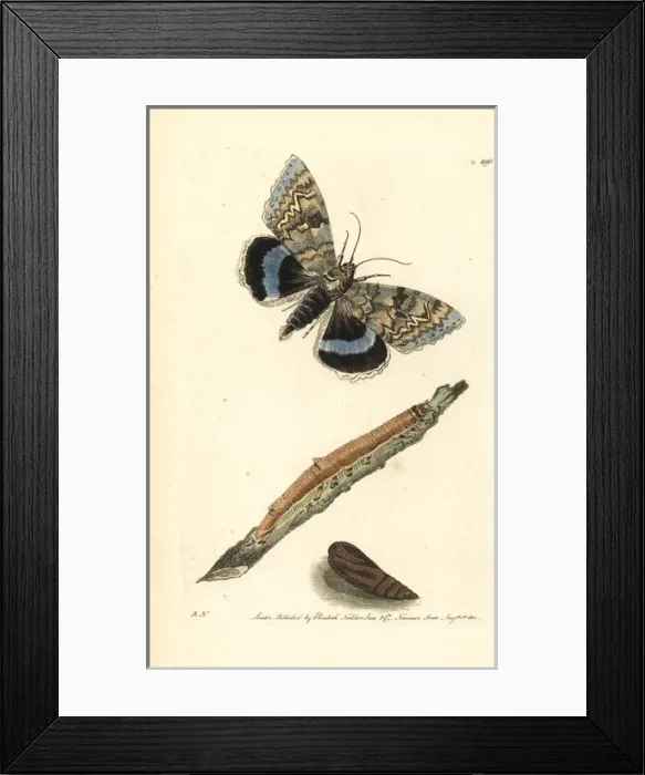 Framed Print : Blue underwing or Clifden nonpareil, Catocala fraxini Framed Print : Blue underwing or Clifden nonpareil, Catocala fraxini