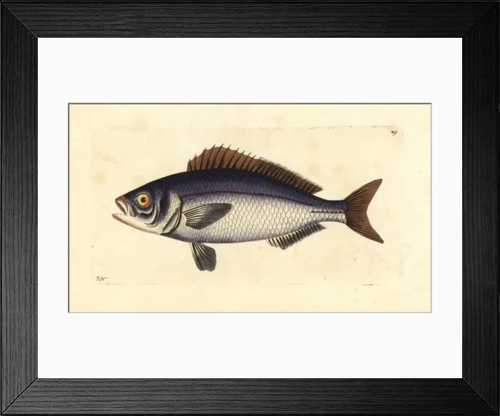 Framed Print : Golden-eyed lutian or snapper (jobfish) Pristipomoides Framed Print : Golden-eyed lutian or snapper (jobfish) Pristipomoides