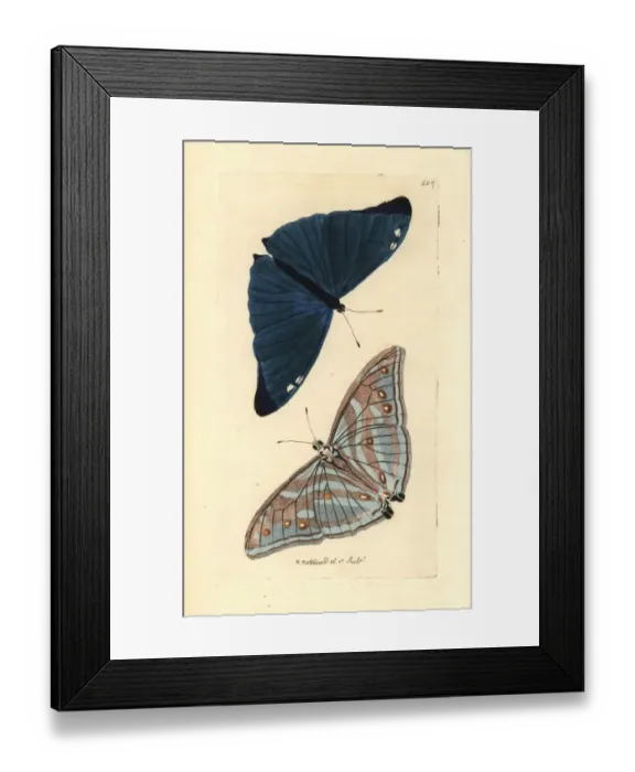 Framed Print : Adonis blue butterfly, Polyommatus bellargus Framed Print : Adonis blue butterfly, Polyommatus bellargus
