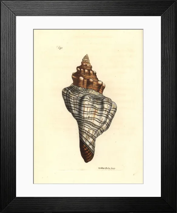 Framed Print : Trapezium horse conch, Pleuroploca trapezium Framed Print : Trapezium horse conch, Pleuroploca trapezium