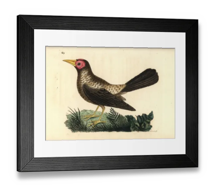 Framed Print : Coleto, Sarcops calvus Framed Print : Coleto, Sarcops calvus