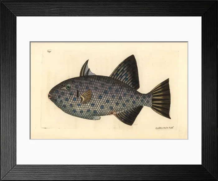 Framed Print : Rough triggerfish, Canthidermis maculata Framed Print : Rough triggerfish, Canthidermis maculata