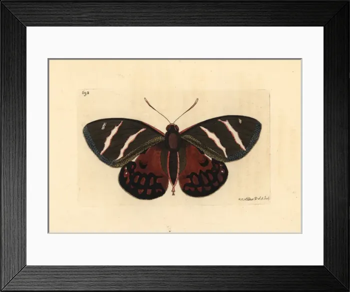 Framed Print : Castnia invaria moth, Castnia invaria Framed Print : Castnia invaria moth, Castnia invaria