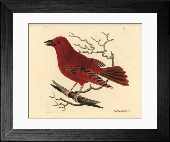 Framed Print : Summer tanager, Piranga rubra Framed Print : Summer tanager, Piranga rubra