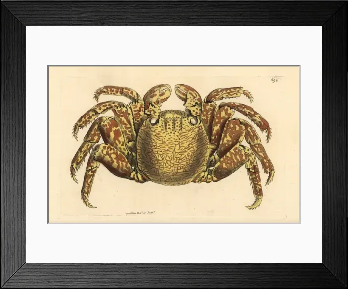 Framed Print : Red rock crab, Cancer grapsus Framed Print : Red rock crab, Cancer grapsus