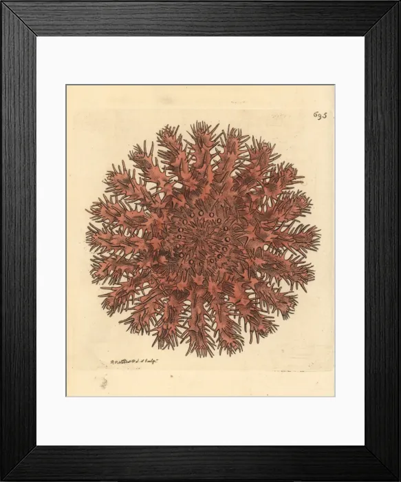 Framed Print : Crown of thorns starfish, Acanthaster planci Framed Print : Crown of thorns starfish, Acanthaster planci