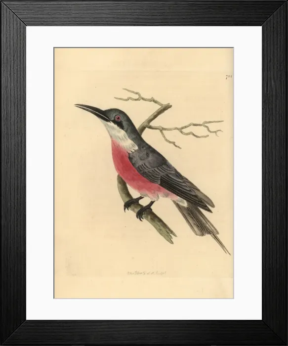 Framed Print : Rosy bee eater, Merops malimbicus Framed Print : Rosy bee eater, Merops malimbicus