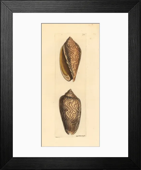 Framed Print : Amoria undulata sea snail Framed Print : Amoria undulata sea snail