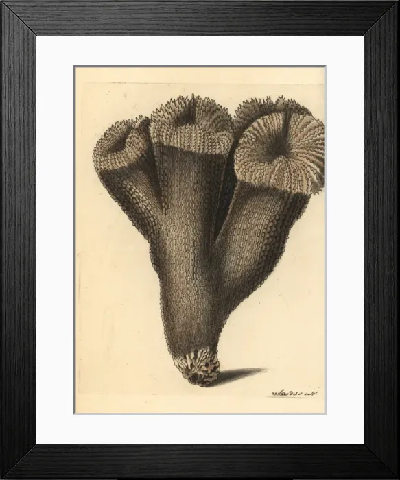 Framed Print : Acropora carduus coral Framed Print : Acropora carduus coral