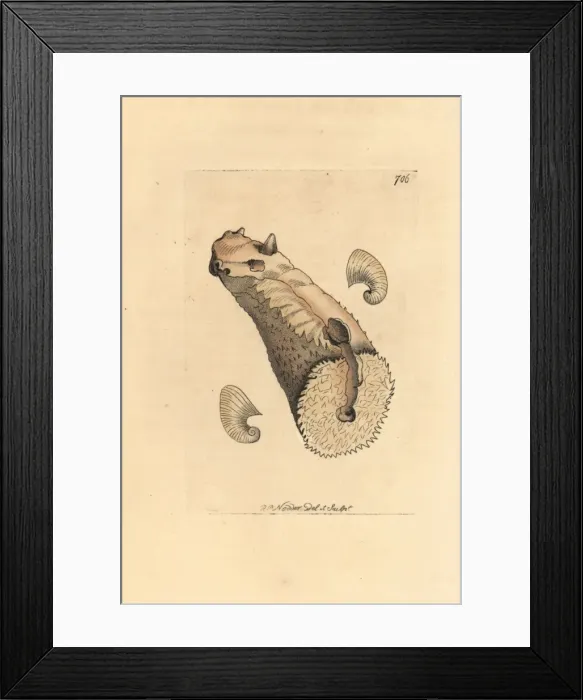 Framed Print : Crenatula picta shell Framed Print : Crenatula picta shell