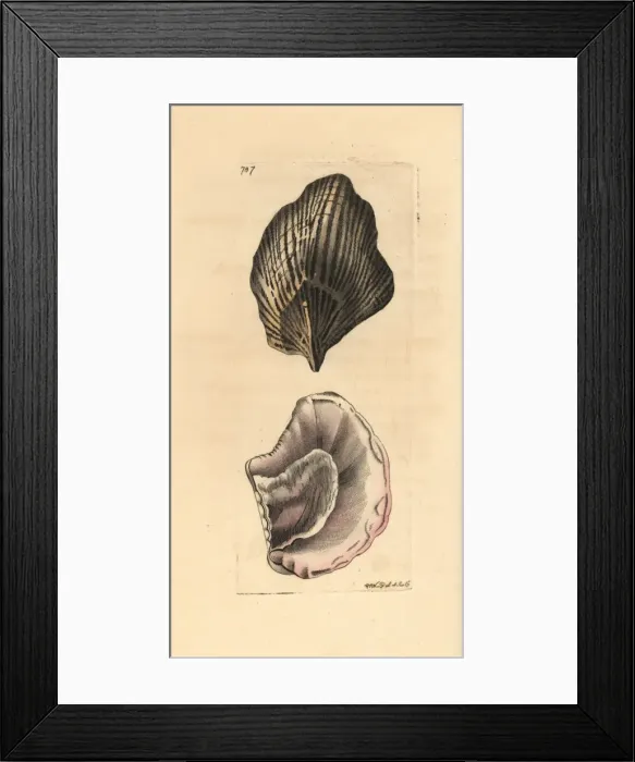 Framed Print : Peronian aplysia, Aplysia peroniana Framed Print : Peronian aplysia, Aplysia peroniana