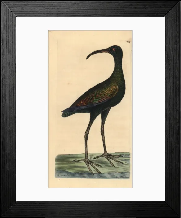 Framed Print : Limpkin or carrao, Aramus guarauna