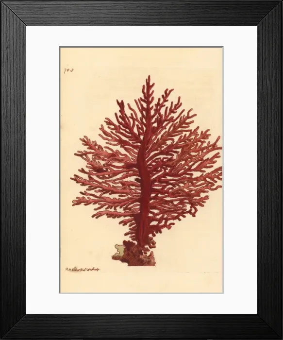 Framed Print : Red African gorgonian coral, Gorgonia pinnata Framed Print : Red African gorgonian coral, Gorgonia pinnata