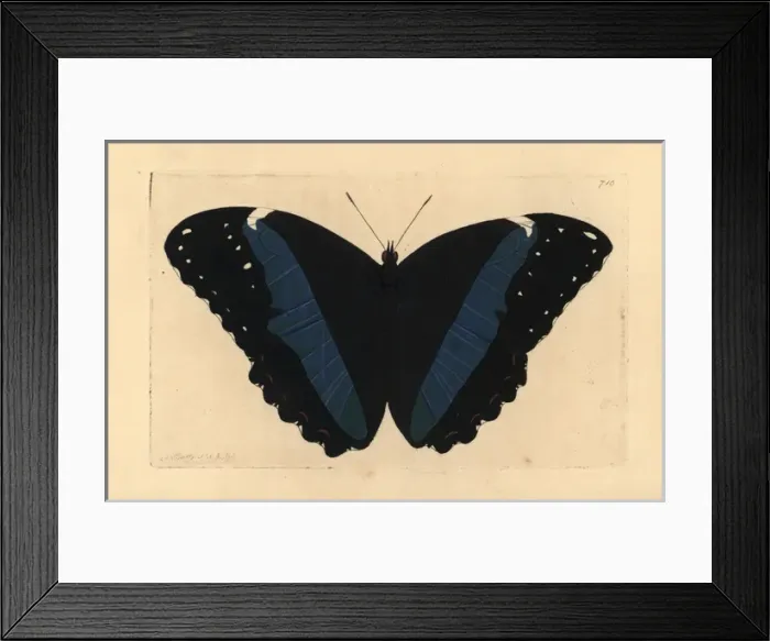 Framed Print : Achilles morpho butterfly variety, Morpho achilles var Framed Print : Achilles morpho butterfly variety, Morpho achilles var