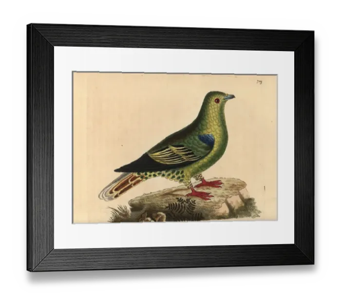 Framed Print : Madagascar green pigeon, Treron australis Framed Print : Madagascar green pigeon, Treron australis