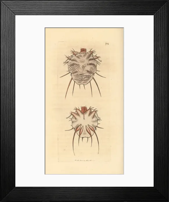 Framed Print : Cuticular mite, Acarus exulcerans Framed Print : Cuticular mite, Acarus exulcerans