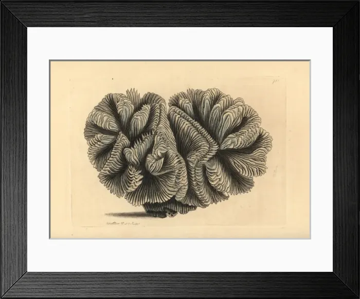 Framed Print : Curled madrepore or crested Indian coral, Madrepora Framed Print : Curled madrepore or crested Indian coral, Madrepora