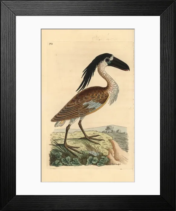 Framed Print : Boat-billed heron, Cochlearius cochlearius Framed Print : Boat-billed heron, Cochlearius cochlearius