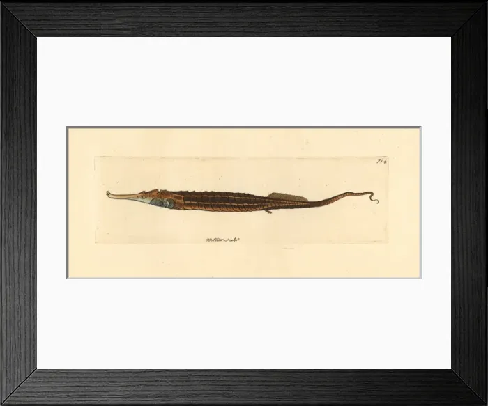 Framed Print : Alligator pipefish, Syngnathoides biaculeatus Framed Print : Alligator pipefish, Syngnathoides biaculeatus