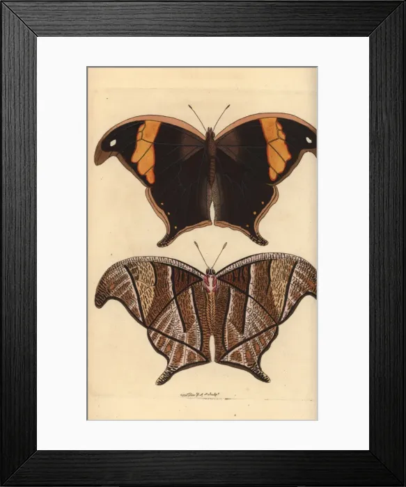 Framed Print : Caerois chorinaeus butterfly Framed Print : Caerois chorinaeus butterfly