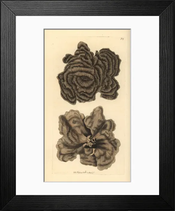 Framed Print : Leptoseris nobilis coral Framed Print : Leptoseris nobilis coral