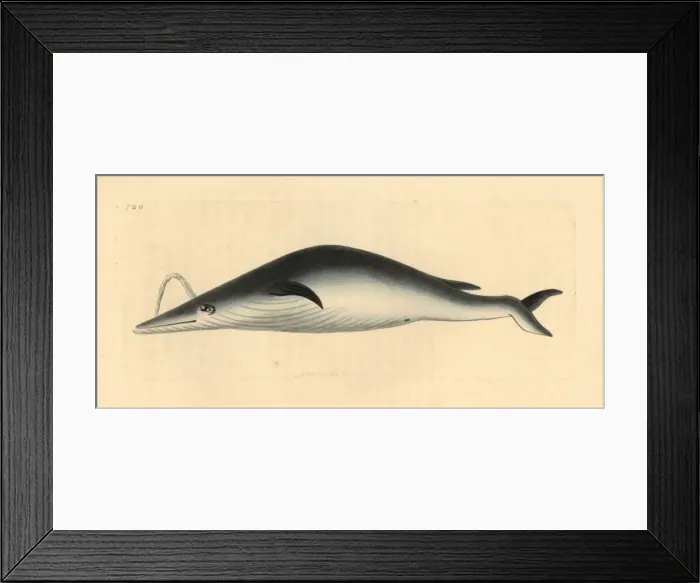 Framed Print : Blue whale, Balaenoptera musculus Framed Print : Blue whale, Balaenoptera musculus