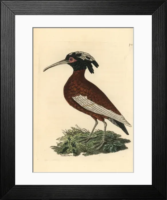 Framed Print : White-winged ibis, Lophotibis cristata Framed Print : White-winged ibis, Lophotibis cristata
