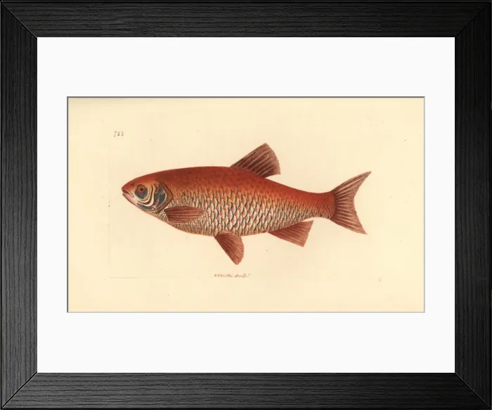 Framed Print : Ide or orfe, Leuciscus idus Framed Print : Ide or orfe, Leuciscus idus