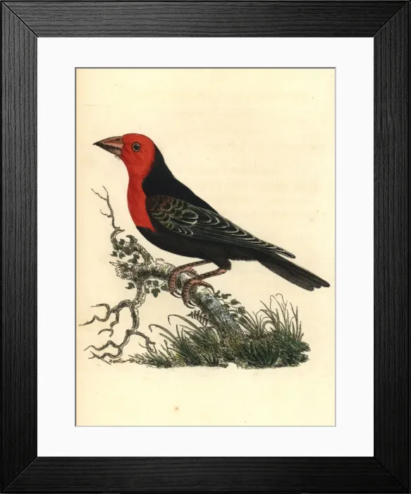 Framed Print : Black-billed barbet, Lybius guifsobalito Framed Print : Black-billed barbet, Lybius guifsobalito