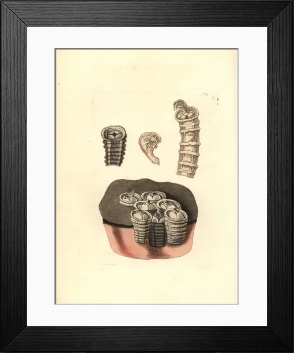 Framed Print : Coronulid barnacles, Tubicinella major Framed Print : Coronulid barnacles, Tubicinella major