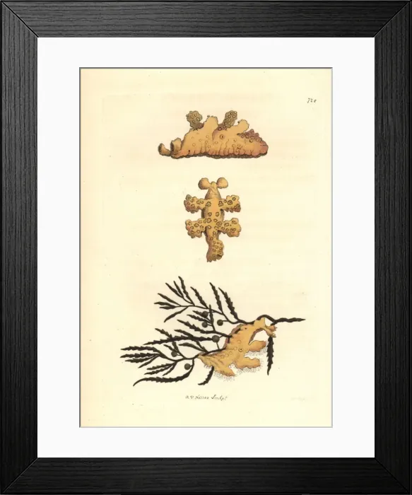 Framed Print : Sargassum nudibranch, Scyllaea pelagica Framed Print : Sargassum nudibranch, Scyllaea pelagica