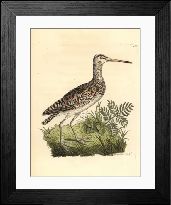 Framed Print : Greater painted-snipe, Rostratula benghalensis Framed Print : Greater painted-snipe, Rostratula benghalensis