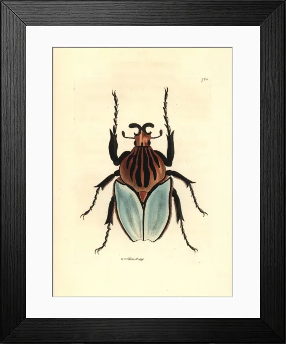 Framed Print : Goliath beetle species, Golathus cacicus Framed Print : Goliath beetle species, Golathus cacicus