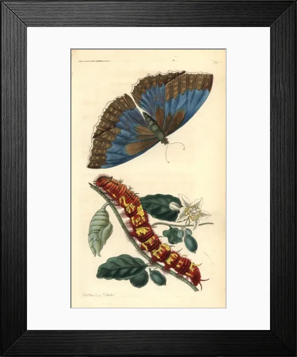 Framed Print : Morpho telemachus butterfly Framed Print : Morpho telemachus butterfly