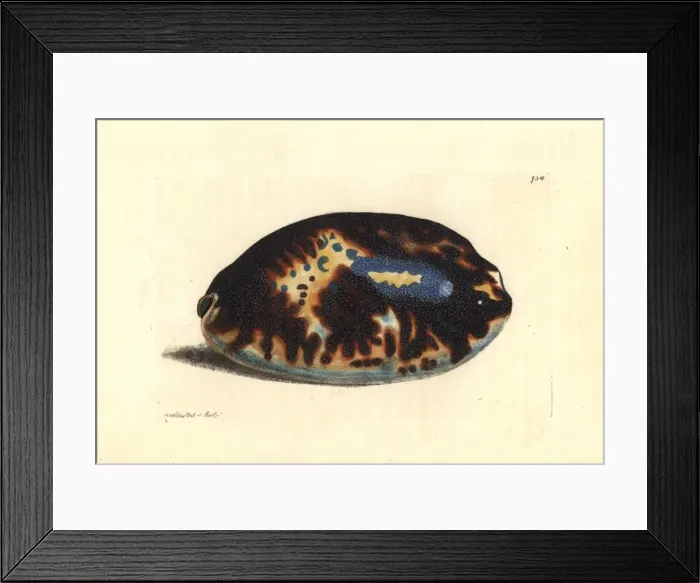 Framed Print : Tortoise cowry, Chelycypraea testudinaria Framed Print : Tortoise cowry, Chelycypraea testudinaria