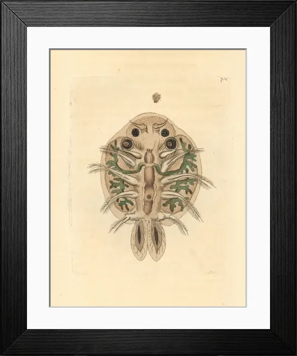 Framed Print : Water flea, Cyclops cyprinaceus Framed Print : Water flea, Cyclops cyprinaceus