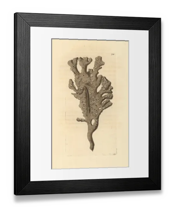 Framed Print : Mermaids glove or finger sponge, Haliclona oculata Framed Print : Mermaids glove or finger sponge, Haliclona oculata