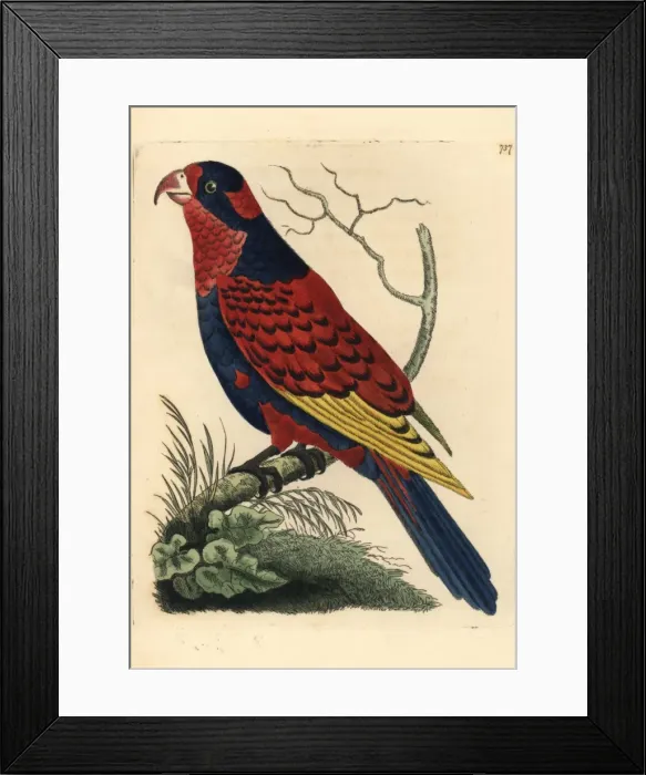 Framed Print : Red and blue lory, Eos histrio Endangered Framed Print : Red and blue lory, Eos histrio Endangered